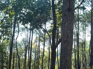 A Beautiful Forest 9 by Binod Dawadi[1]